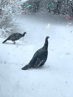 Winter turkey Photo: Melissa Thaxton