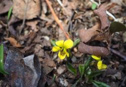 21_yell_viol_ritt_lt_17_apr_16.jpg