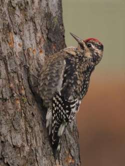 Sapsucker Photo: Charlie Schwarz