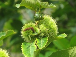 22---american_chestnut.jpg