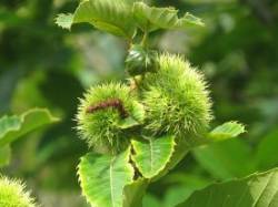 22---american_chestnut.jpg