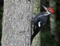 Pileated woodpecker Photo: Jen Adams