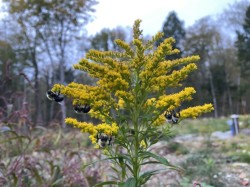 Goldenrods Photo: Hannah McGhee