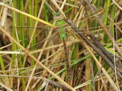 Green darner Photo: Tami Gingrich