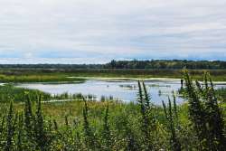 Marshland Photo: John Blaser