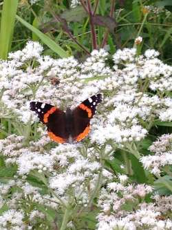 Red Admiral Photo: Ron Becker