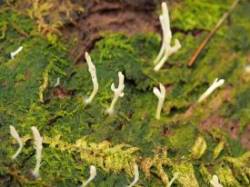 Algae coral fungus Photo: Charlie Schwarz