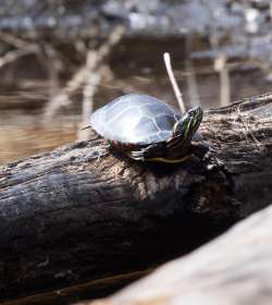 Painted turtle Photo: Elise Tilinghast