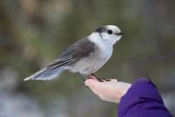 Gray jay Photo: Tom Grett