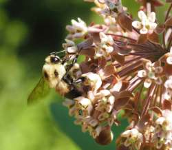 Bee on milkweed Photo: Ross Lanius