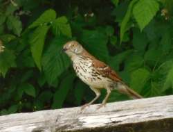 Brown Thrasher Photo: Bonnie Honaberger