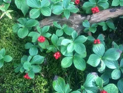 22_Bunchberry.jpg