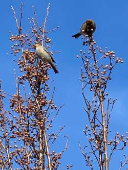 Birds Photo: Jeannie Tardif