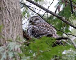 Christmas owl Photo: Sheri Larsen