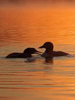 Loons Photo: Margaret M. Clayton