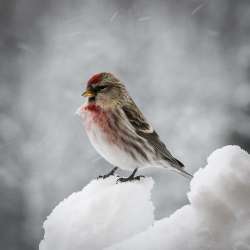 Common Redpoll Photo: AM Dannis