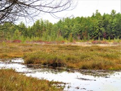 Cotton Grass Meadow Photo: Nate Rosebrooks
