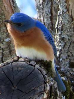 Bluebird Photo: Tina Richard