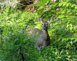 June 2017 Photo: Helene Grogan