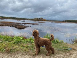 Dog Photo: Jennifer Merlin