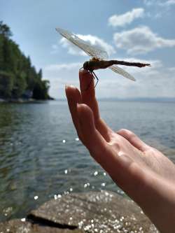 Dragonfly Photo: Nickolay Burnin