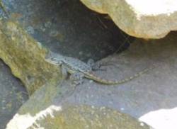 Lizard Photo: Bonnie Honaberger