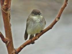 22_eastern_phoebe.jpg