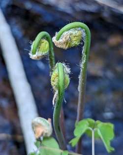 Spring ferns Photo: Marcy Stanton