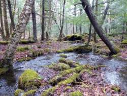 Forest brook Photo: Gordon Gould