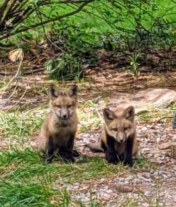 Fox kits Photo: Laurie Placella