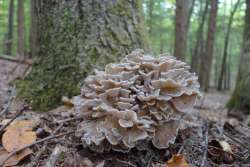 Hen of woods Photo: Geoffrey Bluh