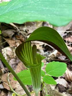 Jack in pulpit Photo: Anne Crans