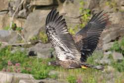 Bald eagle Photo: Jared Katz