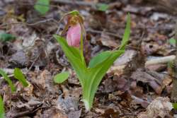 Lady slippers Photo: Tom Grett