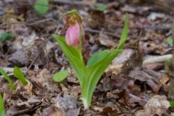 Lady slippers Photo: Tom Grett