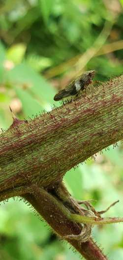 Spittlebug Photo: Susan Lichty