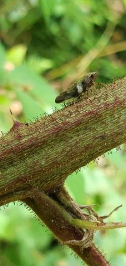 Spittlebug Photo: Susan Lichty