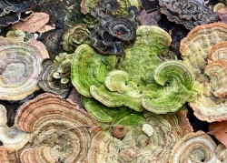 Lovely turkeytails Photo: Karinne Heise