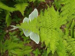 Luna Moth Photo: Peter Rhodes