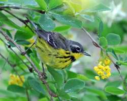 Magnolia Warbler Photo: Sheri Larsen