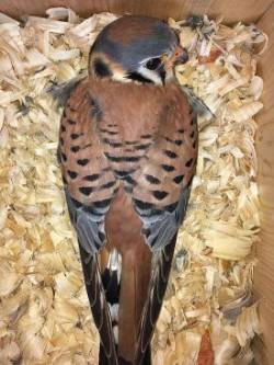 Male Kestrel Photo: Tami A Gingrich