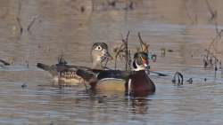 Wood duck Photo: Charlie Schwarz