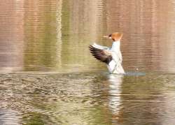 Common merganser Photo: Karinne Heise