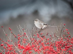 Mockingbird Winterberry Photo: Chris Gill