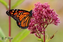 Monarch on Joe Pye Photo: Eric D'Aleo