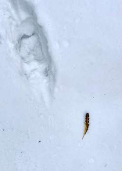 Moose tracks Photo: Ellen Rennie