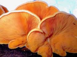 Oyster mushrooms Photo: Frank Kaczmarek