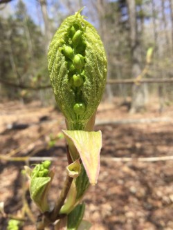 Maple Bud Photo: Pam Landry