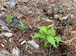 Seedlings Photo: James Airey