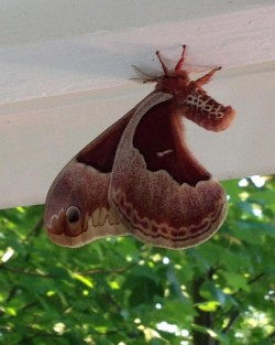 Promethea moth Photo: Ron Becker